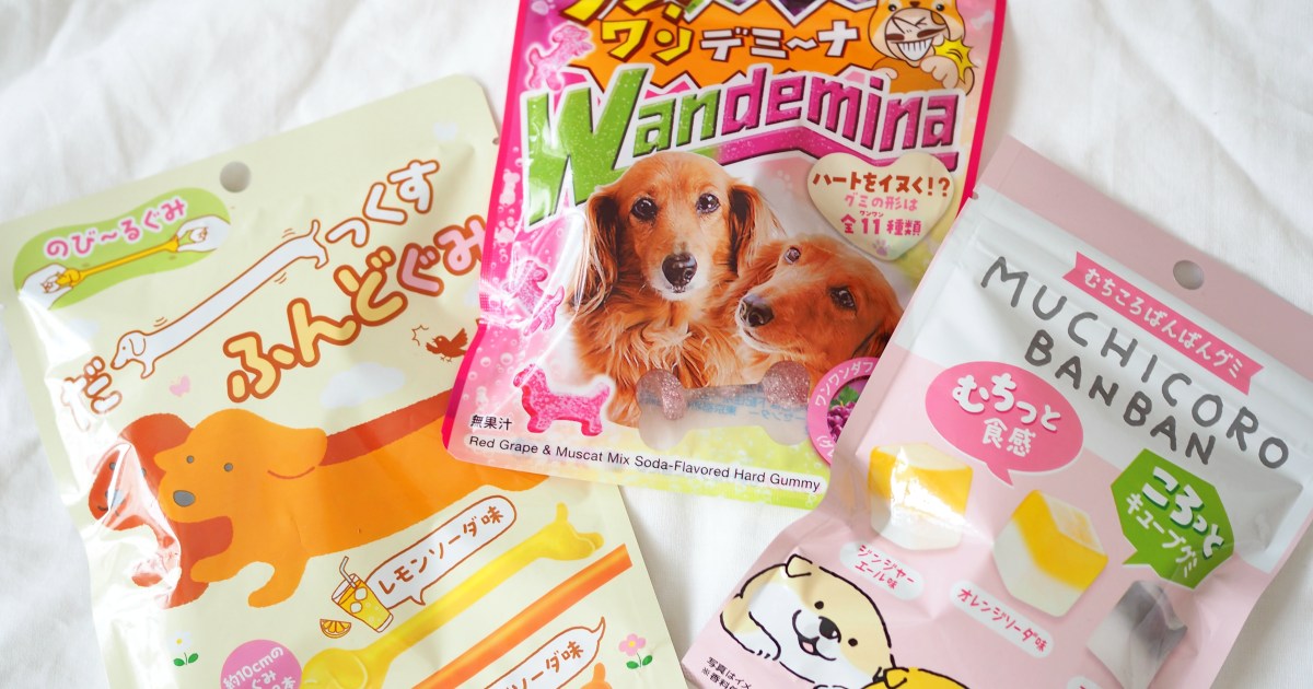 11月1日は犬の日?30cm越えのダックスフンドグミ＆むちころばんばん 