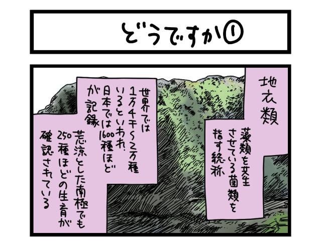 【夜の4コマ部屋】どうですか① / サチコと神ねこ様 第2517回 / wako先生