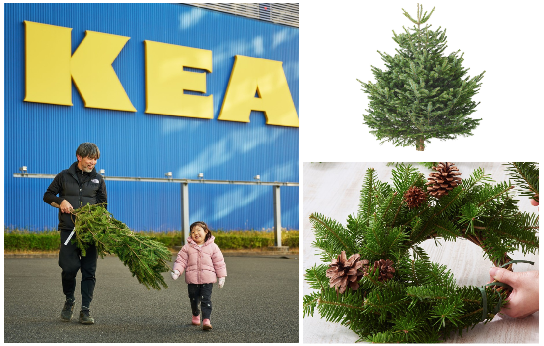 2025年クリスマスはIKEAで「本物のモミの木」をゲットしよう🎄リースや