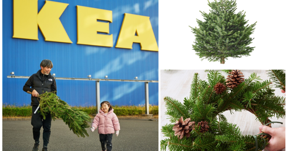 2025年クリスマスはIKEAで「本物のモミの木」をゲットしよう🎄リースや