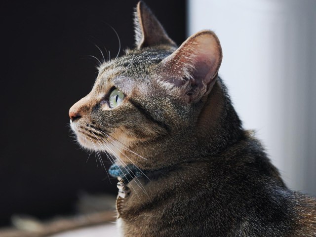 2026年もやってまいりました!2月22日は「猫の日」🐈⬛猫好きさんのお財布の紐がゆるゆるになる猫グッズまとめ 2026年もやってまいりました!2月22日は「猫の日」🐈⬛猫好きさんのお財布の紐がゆるゆるになる猫グッズまとめ