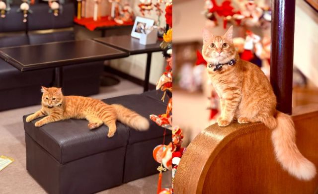 宿泊先を「猫」で選ぶのもありかも🐈かわいいの頂上決戦「じゃらん 宿の看板猫ランキング2026」