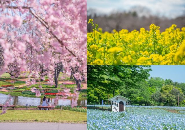 春の花を鑑賞するなら国営昭和記念公園「フラワーフェスティバル2026」へ!菜の花からネモフィラまで花のリレーが5月まで続くよ 春の花を鑑賞するなら国営昭和記念公園「フラワーフェスティバル2026」へ!菜の花からネモフィラまで花のリレーが5月まで続くよ