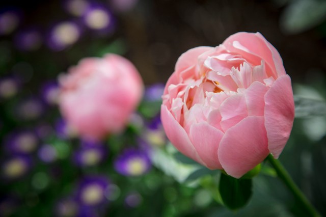 ネモフィラに牡丹、芝桜♡今しか見られない「全国の春の花を楽しめる絶景スポット5選」を徹底ガイド ネモフィラに牡丹、芝桜♡今しか見られない「全国の春の花を楽しめる絶景スポット5選」を徹底ガイド