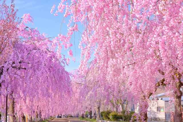 樹齢200年の「楽翁桜」に廃線跡の桜並木…知られざる「穴場なしだれ桜・八重桜名所ランキング」でお花見計画を立てよう！