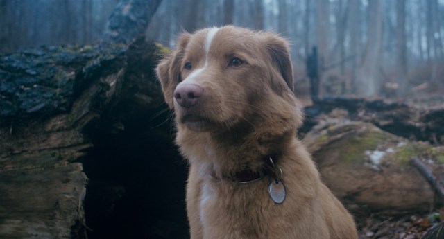 表情豊かな主演のワンコが世界中の映画祭、映画賞で13冠！3年かけて撮影された犬目線のホラー映画『GOOD BOY／グッド・ボーイ』
